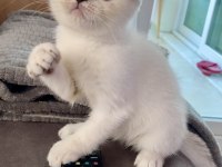 Scottish fold lynx point