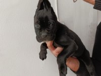 Cane Corso Yavrularımız ırk garantilidir