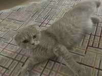British shorthair kedimiz