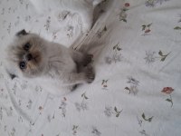 Scottish Fold Erkek Yavru