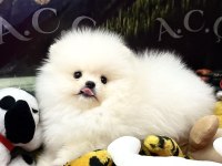 Orjinal Pomeranian
