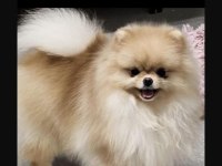 Pomeranian 1400 gr
