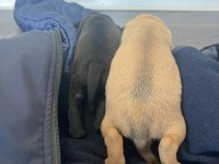 Pug Yavrular 7 Tane
