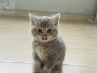 Kaymaklı lokum british longhair kedimiz