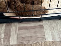 DARK RED 1 numara toy poodle ve tee cup toy poodle yavru