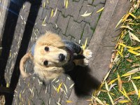 Golden retriever 4 aylık yavru