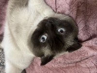 Yakışıklı scottish fold