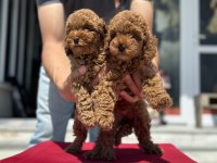 Yasal ruhsatlı çiftlikde ziyarete açık toy poodle