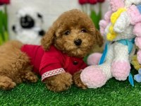 Toy Poodle Yavrularımız