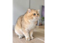GOLDEN BRİTİSH SHORTHAİR YAVRULAR