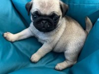 Pug mops yavrularımız