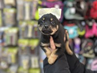 2 aylık 3 tane dişi pinscher