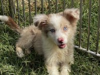 Mavi gözlü border collie erkek