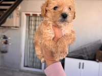 Maltipoo köpeği yavrularımız