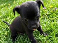 Chihuahua şivava bebekler