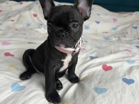 French bulldog bebekler