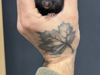 Her renkte gonzales hamster
