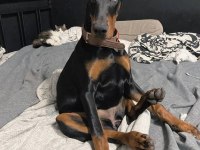 A Kalite Estetikli Doberman