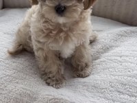 Maltipoo Safkan