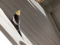 3,4 aylık bebek sultan papağanı