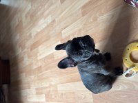 3 AYLIK YAVRU FRENCH BULLDOG