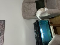Blue point 1 yaşında erkek kedimiz
