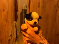 Şivava köpekler ailesini arıyor