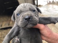 Cone corso blue dişi 3 aylık