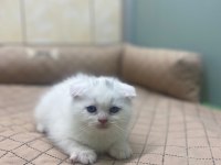 K9 AVRUPA ÇİFTLİĞİNDEN BRTİSH VE SCOTTİSH YAVRULARI