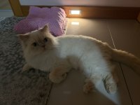 1,5 yaşında british longhair