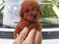 Pets World Ayrıcalığı İle Toy Poodle Yavrularımız