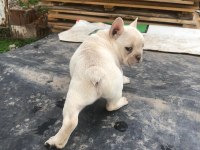 Platinyum french Bulldog
