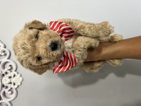 Harika Güzellikte Maltipoo Yavrular