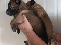 Belçika malinois yavrularımız ırk garantilidir