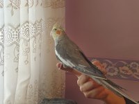 Konuşan sultan papağanlar podyumda