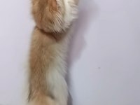 British longhair black golden sevimli cana yakın Uysal
