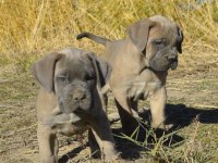 DEV CANE CORSO YAVRULARI