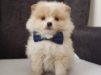 Pomeranian yavrularımız