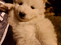 Safkan A kalite samoyed yavrularım