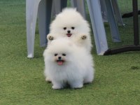 Pomeranian Boo Yavruları