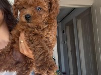 RED BROWN POODLE YAVRUMUZ