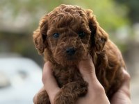 Tatlı toy poodle bebeklerim