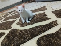 Ücretsiz sahiplendirme kediler