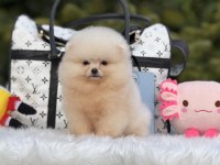 Baby face pomeranian yavrular