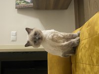 Blue Point British Longhair