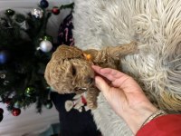 Orjinal toy poodle