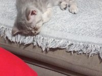 British shorthair kızımıza yuva arıyoruz