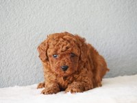 Toy poodle yavrularımız