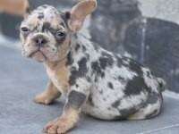 French bulldog blue merle tan isabella carrier dişi 