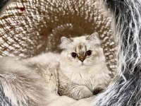 15 aylık erkek British longhair